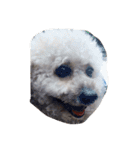 City Dog Marky（個別スタンプ：3）