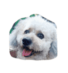City Dog Marky（個別スタンプ：4）