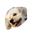 City Dog Marky（個別スタンプ：5）