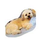 City Dog Marky（個別スタンプ：6）