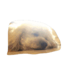 City Dog Marky（個別スタンプ：7）