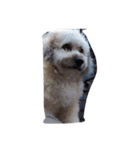 City Dog Marky（個別スタンプ：8）