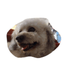 City Dog Marky（個別スタンプ：9）