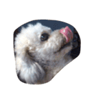 City Dog Marky（個別スタンプ：11）