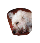 City Dog Marky（個別スタンプ：13）