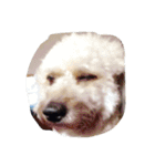 City Dog Marky（個別スタンプ：14）