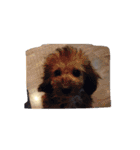 City Dog Marky（個別スタンプ：20）