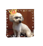 City Dog Marky（個別スタンプ：22）