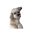 City Dog Marky（個別スタンプ：25）