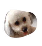 City Dog Marky（個別スタンプ：26）