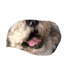 City Dog Marky（個別スタンプ：27）