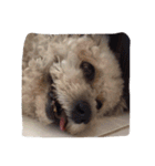 City Dog Marky（個別スタンプ：28）