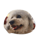City Dog Marky（個別スタンプ：31）