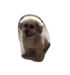 City Dog Marky（個別スタンプ：32）