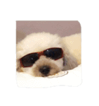 City Dog Marky（個別スタンプ：40）