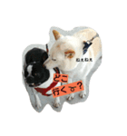 愛犬、小白②+おまけ（個別スタンプ：1）
