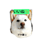 愛犬、小白②+おまけ（個別スタンプ：2）