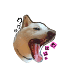 愛犬、小白②+おまけ（個別スタンプ：5）