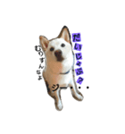 愛犬、小白②+おまけ（個別スタンプ：6）