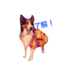 名犬ビーちゃん(シェルティ) season1（個別スタンプ：1）