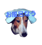 名犬ビーちゃん(シェルティ) season1（個別スタンプ：2）