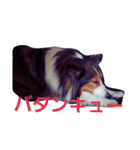 名犬ビーちゃん(シェルティ) season1（個別スタンプ：3）