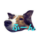 名犬ビーちゃん(シェルティ) season1（個別スタンプ：4）