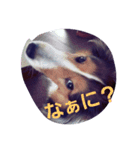 名犬ビーちゃん(シェルティ) season1（個別スタンプ：7）