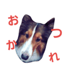 名犬ビーちゃん(シェルティ) season1（個別スタンプ：8）