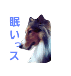 名犬ビーちゃん(シェルティ) season1（個別スタンプ：9）