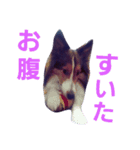 名犬ビーちゃん(シェルティ) season1（個別スタンプ：10）