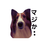 名犬ビーちゃん(シェルティ) season1（個別スタンプ：11）
