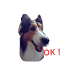 名犬ビーちゃん(シェルティ) season1（個別スタンプ：13）