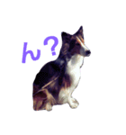 名犬ビーちゃん(シェルティ) season1（個別スタンプ：14）