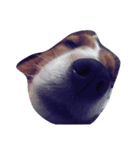 名犬ビーちゃん(シェルティ) season1（個別スタンプ：15）