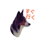 名犬ビーちゃん(シェルティ) season1（個別スタンプ：16）