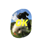 犬が話せたら…（個別スタンプ：6）