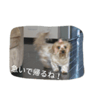 ちゃーと愉快な仲間たち（帰宅編）（個別スタンプ：2）