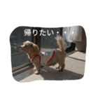 ちゃーと愉快な仲間たち（帰宅編）（個別スタンプ：4）