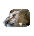 ちゃーと愉快な仲間たち（帰宅編）（個別スタンプ：10）