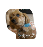 ちゃーと愉快な仲間たち（帰宅編）（個別スタンプ：12）