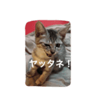使えるニャチジョウstamp（個別スタンプ：1）