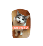 使えるニャチジョウstamp（個別スタンプ：2）