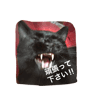 使えるニャチジョウstamp（個別スタンプ：3）
