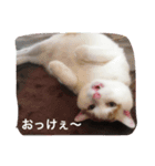 使えるニャチジョウstamp（個別スタンプ：4）