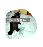 使えるニャチジョウstamp（個別スタンプ：5）