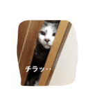 使えるニャチジョウstamp（個別スタンプ：7）
