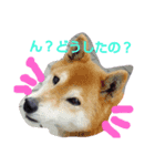柴犬の日常会話（個別スタンプ：1）