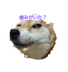 柴犬の日常会話（個別スタンプ：2）