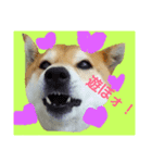 柴犬の日常会話（個別スタンプ：8）